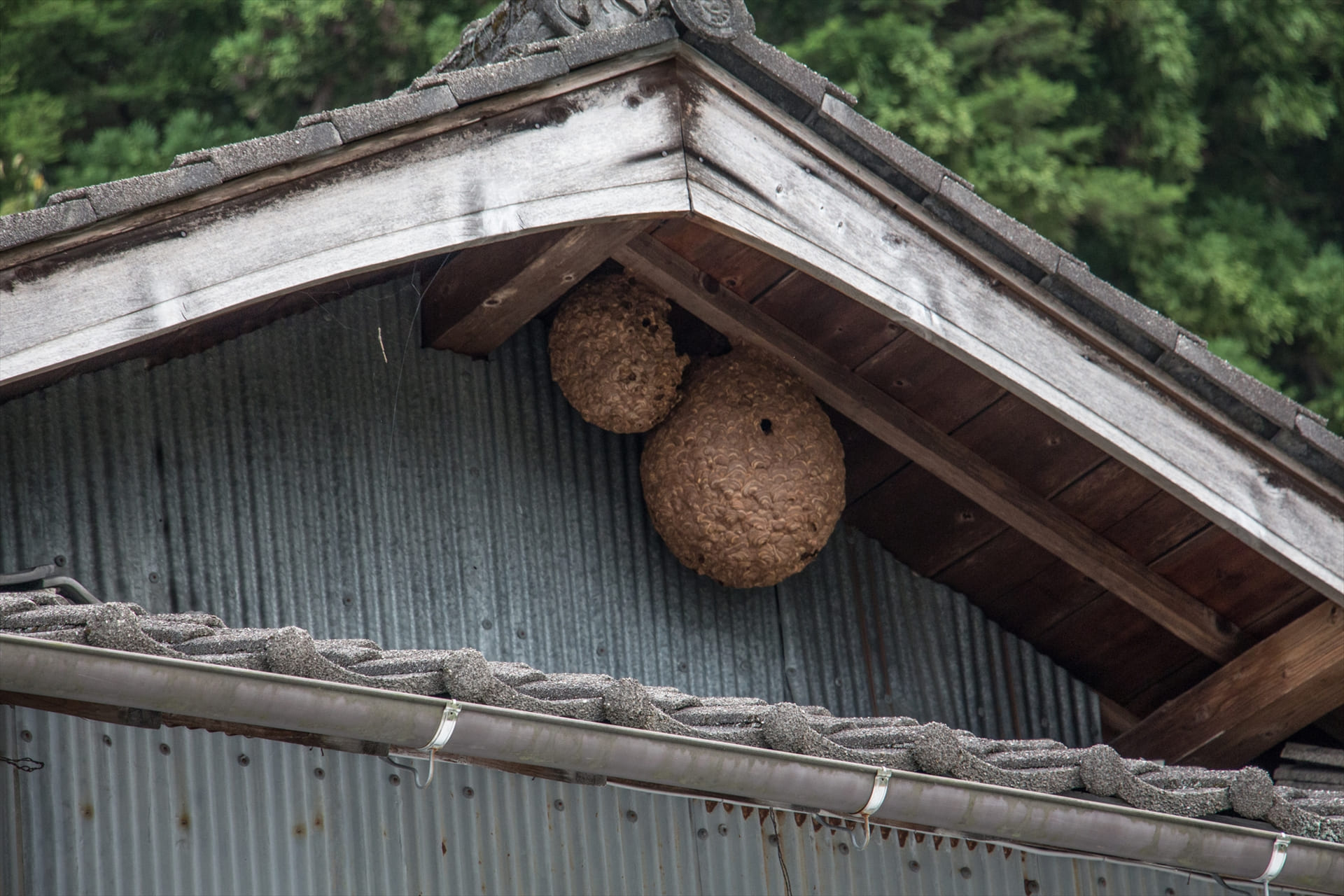 スズメバチの駆除 | 山口県光市のハウスクリーニングなら株式会社ダスキンせらい